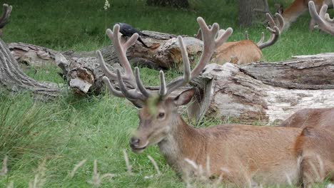 herd of deer resting on grass by fallen log on their habitat. closeup deer has crow on top of antlers. birds have mutualism relation with the hervibores. feeding on ticks, fleas, parasite on their fur