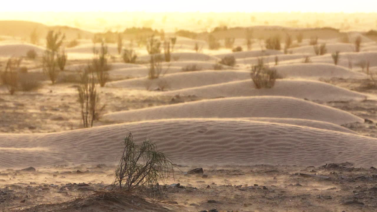 Ampia veduta delle dune dorate del deserto al tramonto, che mostra le delicate curve della sabbia modellate dal vento, la vegetazione sparsa e la luce calda, creando un ambiente naturale calmo e vasto, pieno di silenzio, calore e bellezza senza tempo