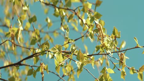 birch branches with leaves on a blue sky