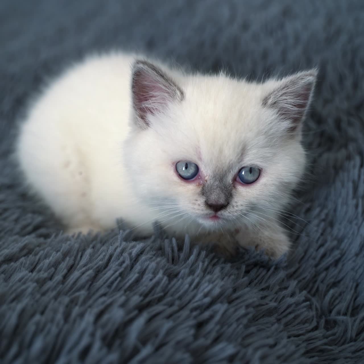 Dolce gattino bianco seduto comodamente sul plaid. Piccolo gattino bianco con il naso grigio. Gatto su sfondo grigio