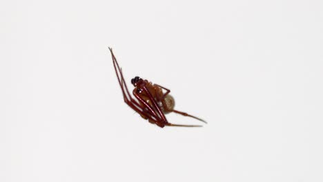 Close-up-male-common-house-spider-resting-on-unseen-silk-on-white-background