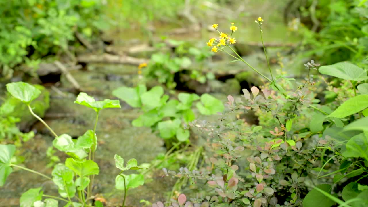 Yellow flower and greenery in front of gentle stream.