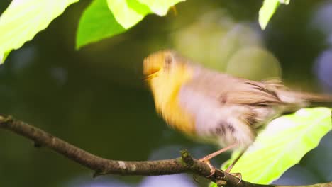 Closeup-of-European-robin-bird-chirping-while-holding-on-branch-tree,-day