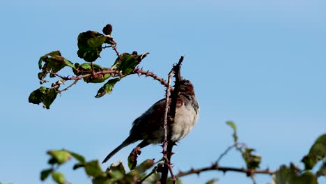 Sparrow on branch in East Sussex, England