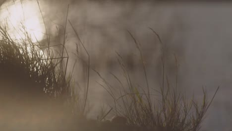 Swaying-grass-in-the-field-during-sunset-with-a-blurred-background