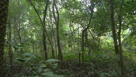 disparo de movimiento de verde profundo dentro del bosque