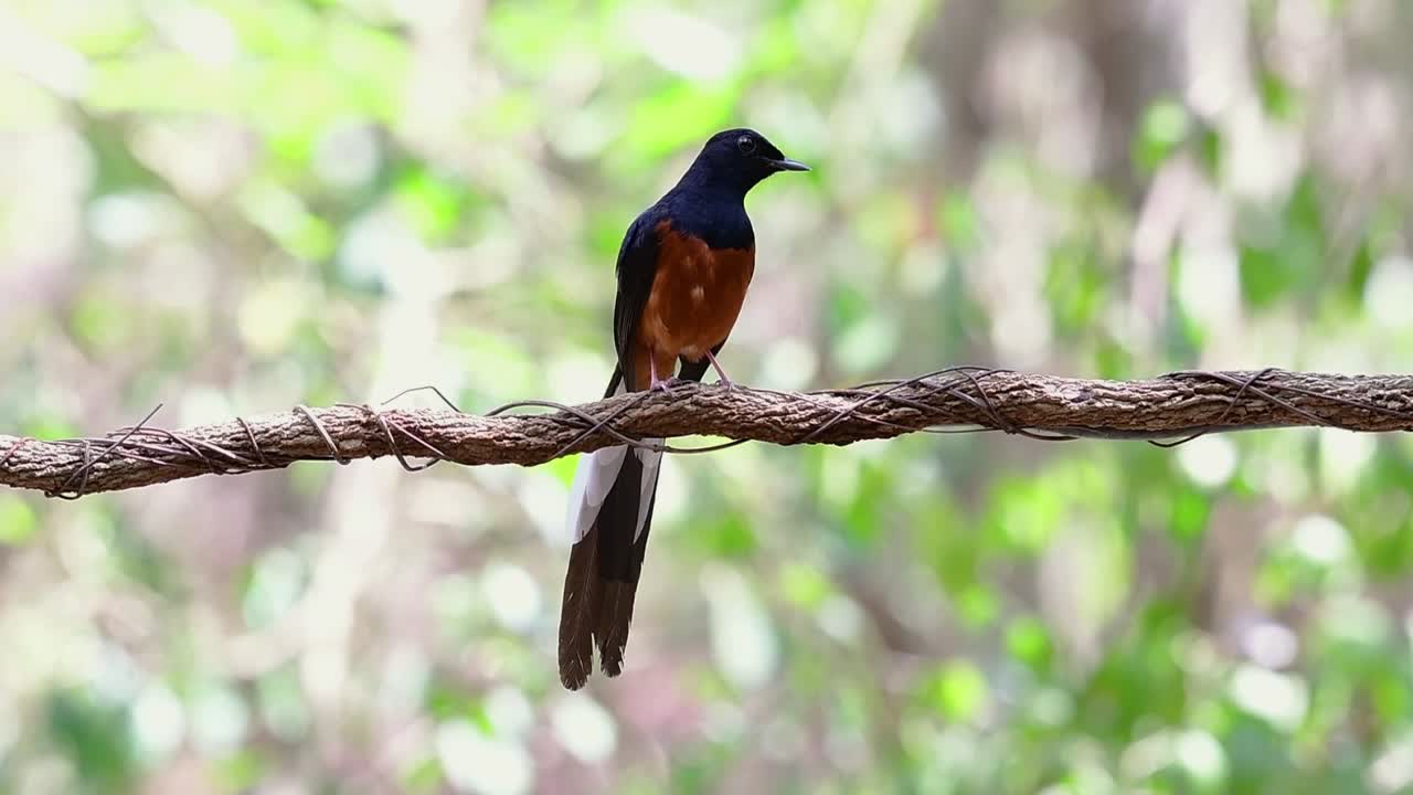 shama de rabadilla blanca encaramado en una vid con fondo bokeo del bosque, copsychus malabaricus, en cámara lenta