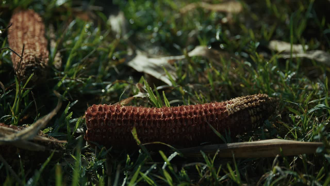 partially eaten corn cob rests on damp grass with scattered husks in Lonjsko Polje, Croatia