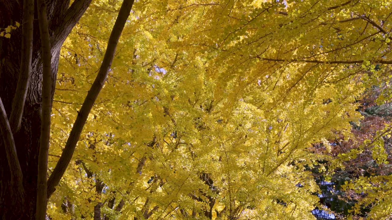 невероятные яркие пейзажи над желтыми осенними цветами в японии во время осени