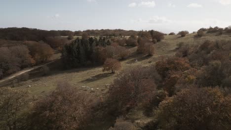 Imágenes-De-Un-Dron-Sobre-El-Hermoso-Bosque-De-Hayas-De-Canfaito-Con-Colores-Otoñales