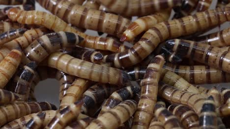 closeup of of giant mealworms, also known as superworms