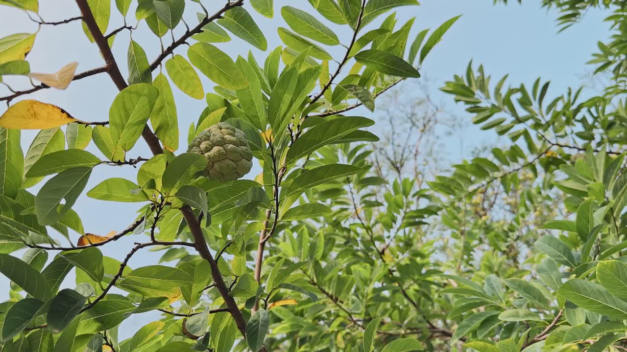 Camera circles a leafy sitaphal branch, revealing a textured green fruit nestled among gently swaying leaves against a bright, clear blue sky