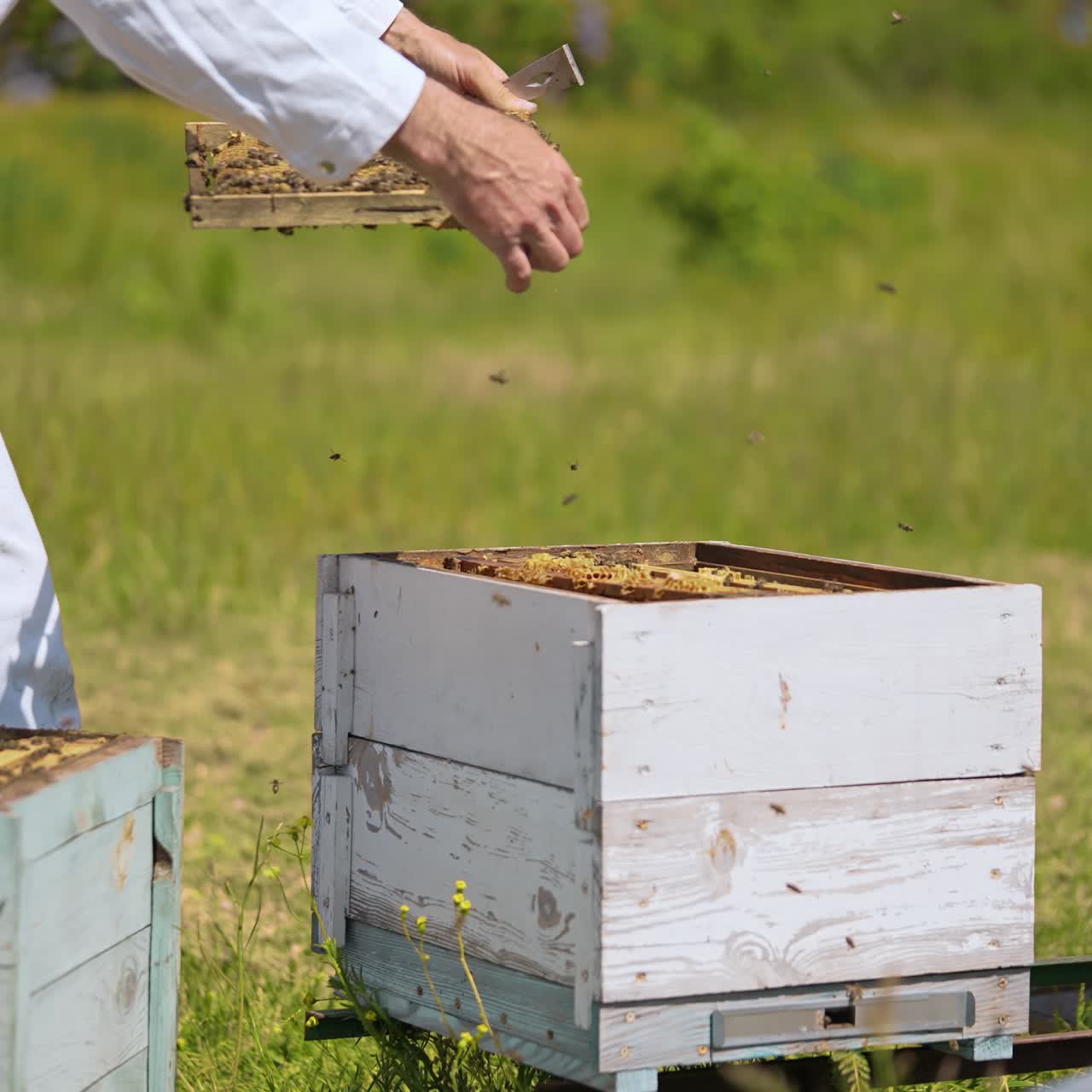 Wooden summer wax frames nectar agricultural. Beekeeper in special uniform working with beehive