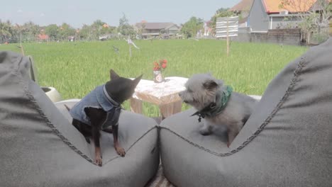 two cute small dogs chilling on bean bags heart shaped table overlooking rice field in canggu, bali