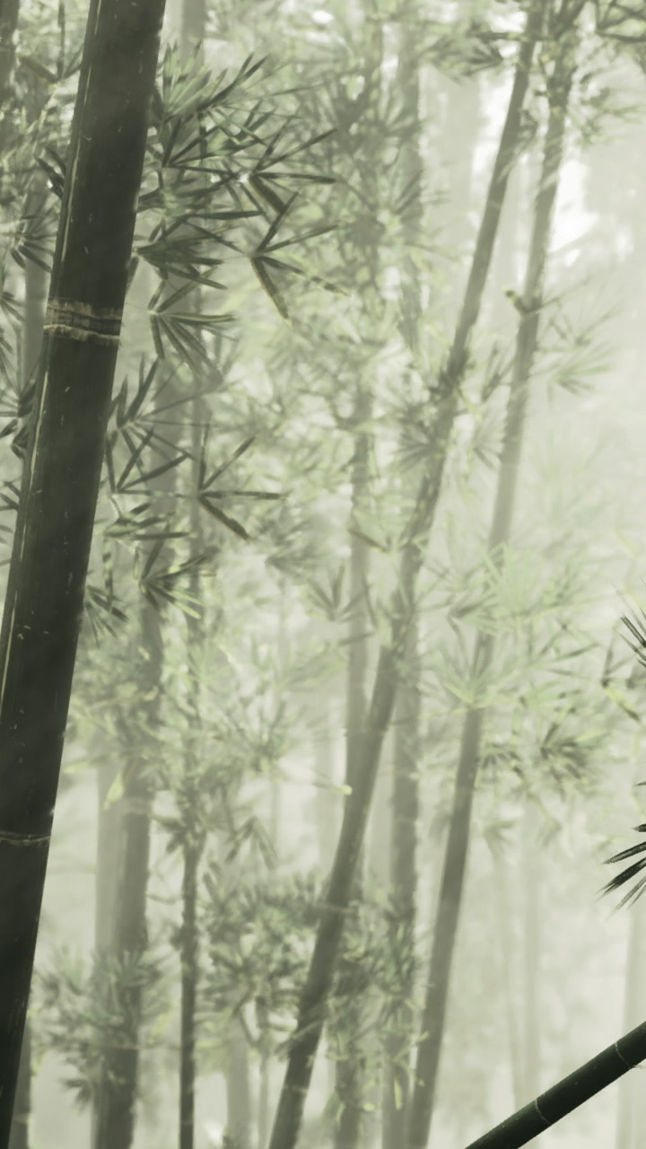 Misty morning in a verdant bamboo forest filled with tranquility and calmness