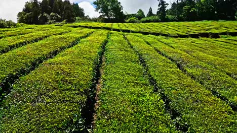 Drone-flyover-tea-plantation-rows,-verdant-terraces-from-Cha-Gorreana-in-Sao-Miguel-island