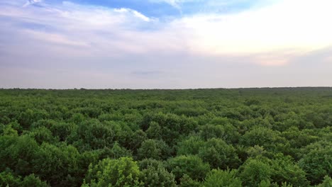 Flying over the green forest in summer day. Panoramic view of natural landscape of woods under blue sky. Aerial view. Camera moves forward.
