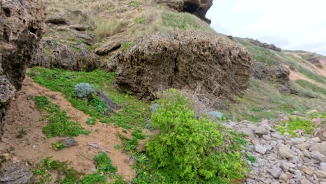 a serene coastal landscape with rocky cliffs, greenery, and ocean views under soft daylight