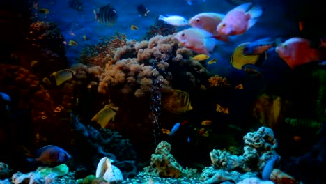 exotic fishes in an aquarium