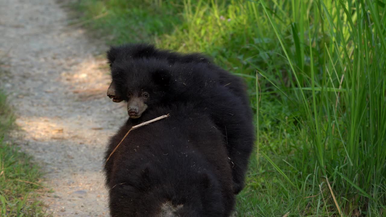 una osa perezosa con dos cachorros cabalgando sobre su espalda en el parque nacional de chitwan en nepal