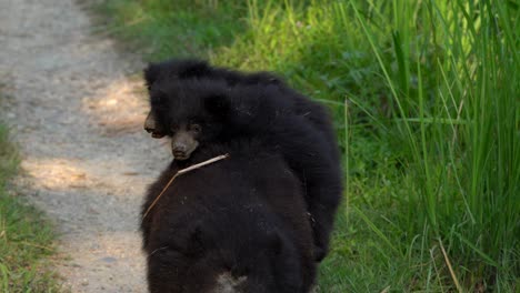 Eine-Weibliche-Lippenbärin-Mit-Zwei-Jungen,-Die-Auf-Ihrem-Rücken-Im-Chitwan-Nationalpark-In-Nepal-Reiten