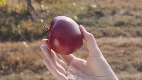 red apple held in hand in a vineyard