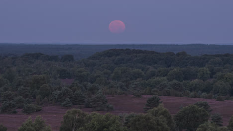 puesta de luna llena en el paisaje de brezales en el norte de alemania