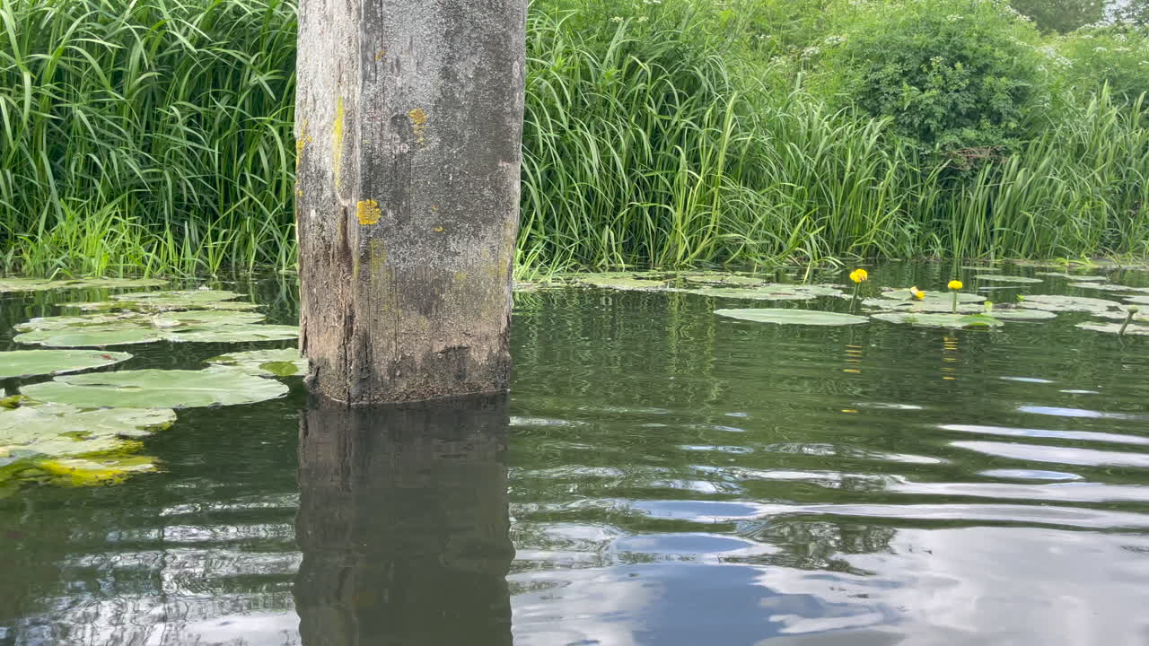 잔잔한 강, 밝고 화창한 날에 노란색 꽃과 녹색 릴리 패드의 돌리 샷을 닫습니다