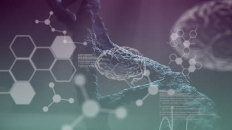 turning dna strand and brains on grey background