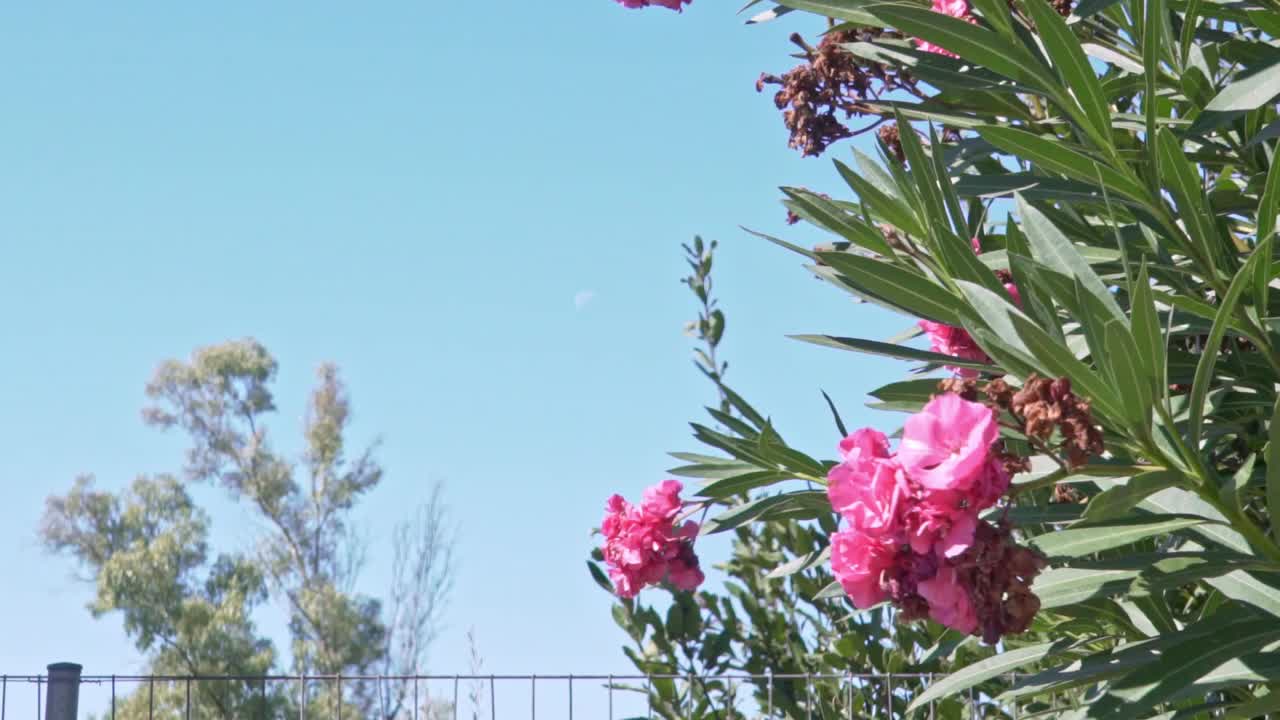 tiro medio del árbol de nerium de adelfa rosa, con flores en flor, cielo azul claro en el fondo, luna visible en el día