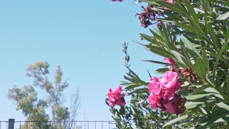 Tiro-Medio-Del-árbol-De-Nerium-De-Adelfa-Rosa,-Con-Flores-En-Flor,-Cielo-Azul-Claro-En-El-Fondo,-Luna-Visible-En-El-Día