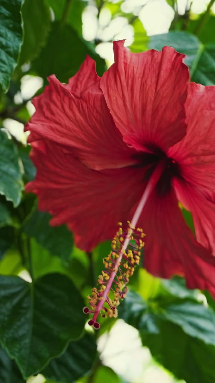 Video ravvicinato di un vivace fiore di ibisco rosso con un focus sul suo stame, ripreso dal basso.