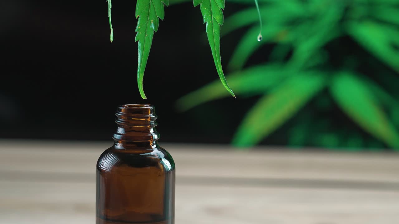 Legalized CBD oil flow on tip of a green hemp leaf and fall into glass bottle.