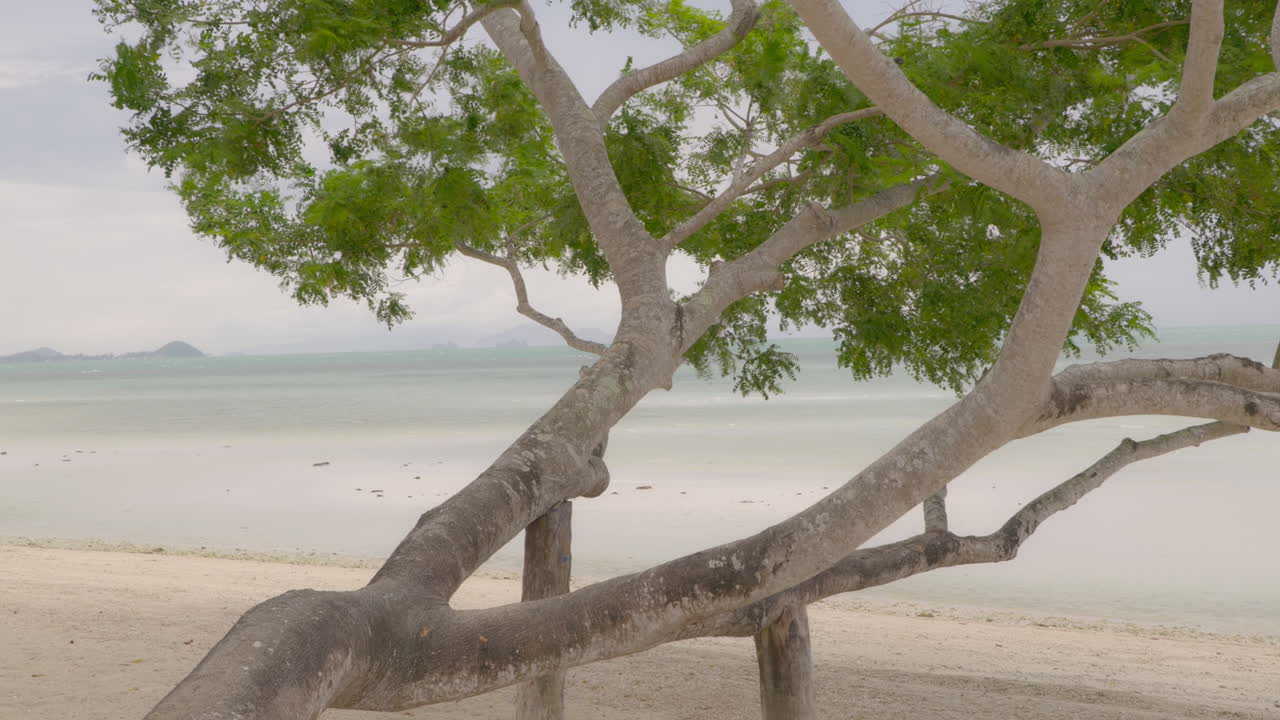 A Tree on a empty exotic beach