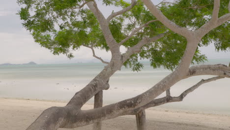 a tree on a empty exotic beach