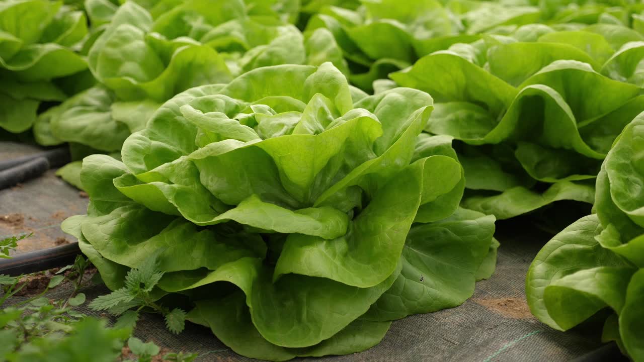 primer plano de lechuga verde cultivada orgánica y sosteniblemente, en un invernadero libre de pesticidas