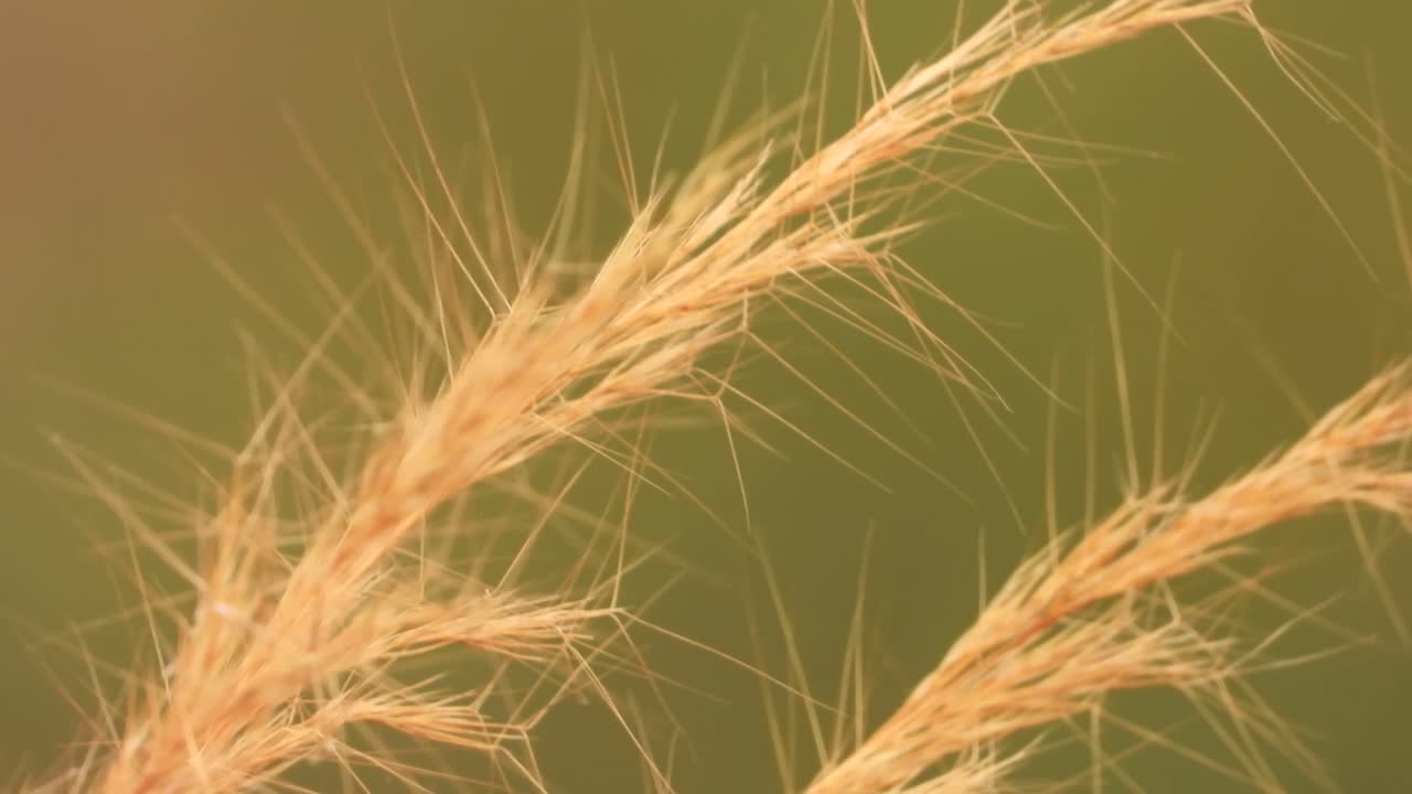 아름다운 풀이 움직이는 바람