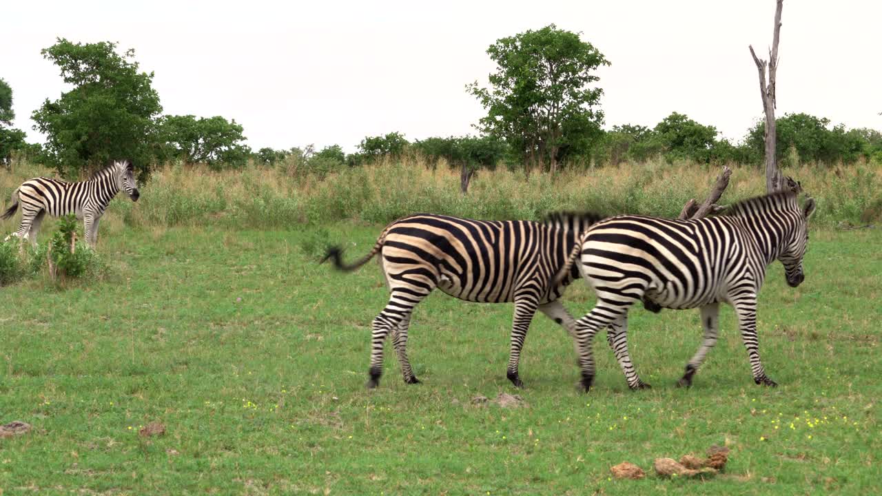 Two zebra playing together in Botswana