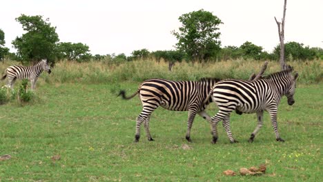 two zebra playing together in botswana