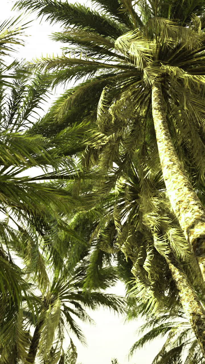 Sunny palm trees sway gently in the tropical breeze near the beach shoreline