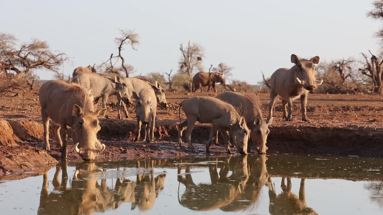 A group of warthogs is drinking at a waterhole with beautiful reflection and elephants walking in the background, Mashatu Game Reserve