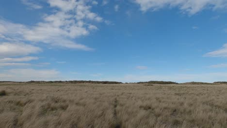 off-road cycling on a narrow animal trail cutting through windswept grassland - kaitorete spit