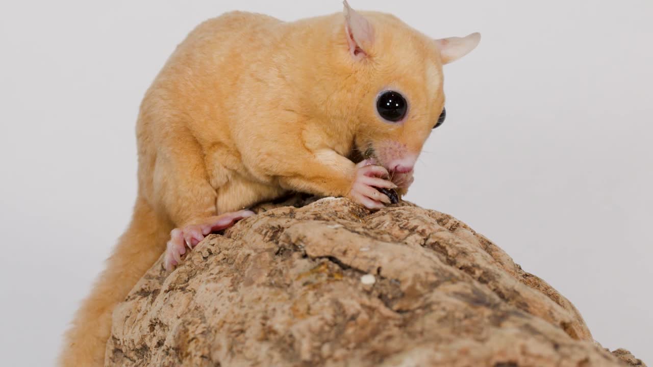 Un petauro dello zucchero color crema rosicchia una larva della farina mentre è appollaiato su un tronco dalla superficie ruvida.