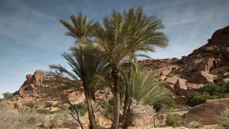 tafroute palms 01