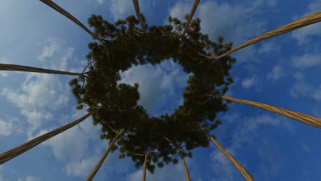 looking up the trees towards the sun, with twisting camera movement