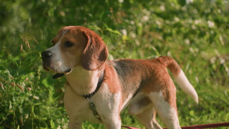 dog on red leash standing in grassy area near lush greenery, staring intently into distance on sunny day, dog appears alert and curious, with sunlight highlighting its fur