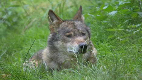 Close-up-shot-of-wild-Wolf-resting-in-green-grass-field-near-forest---Sleepy-eyes-during-daytime---Apex-Predator-Species-in-Wilderness