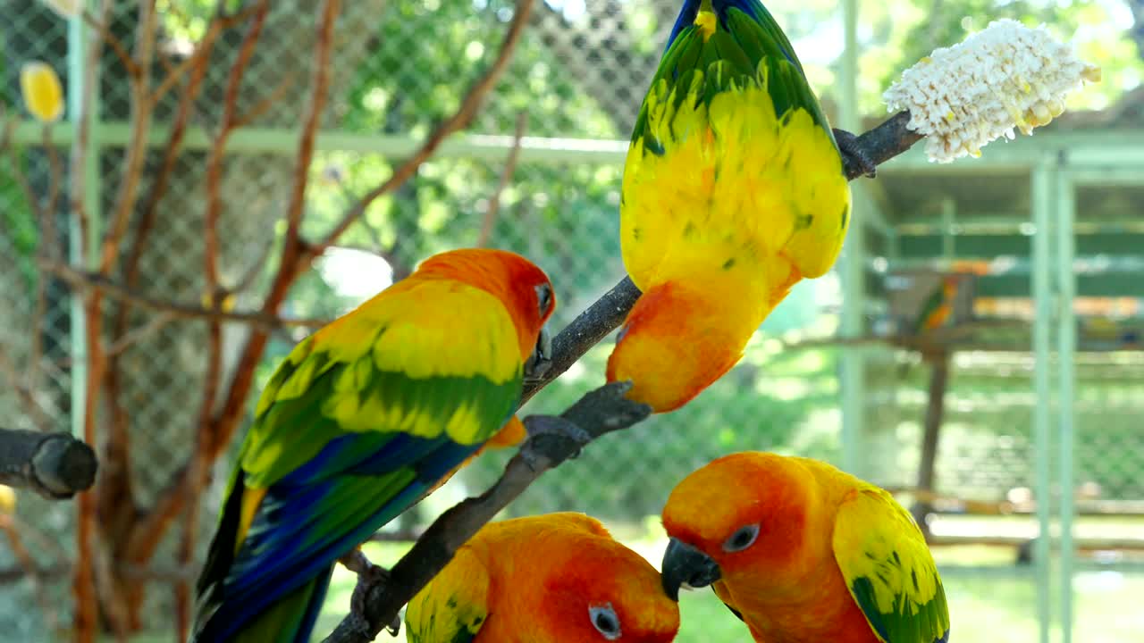 lindos pájaros loro conura del sol comiendo semillas de maíz en la mano de la dama