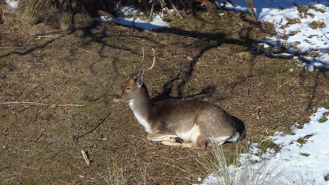 Damhirschmännchen-Liegt-In-Der-Sonne