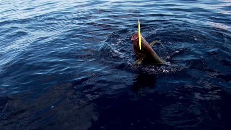 fish on the hook with a lour in it's mouth being pulled out of the ocean onto an inflatable boat by fishermen